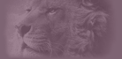 Aslan - Narnia